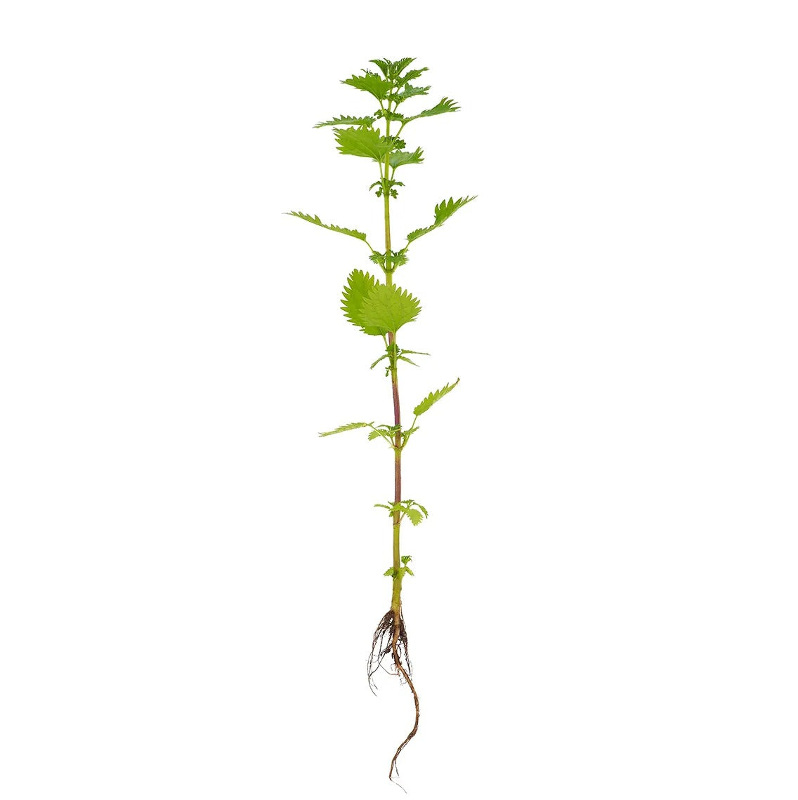 Stinging nettle root